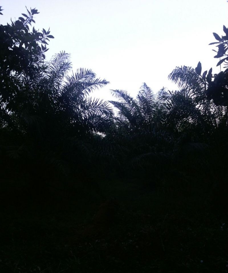 finca.1-3