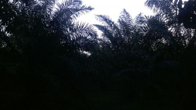 finca.1