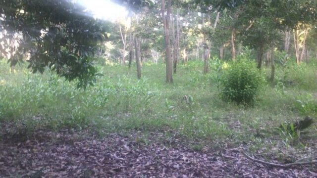 finca.3
