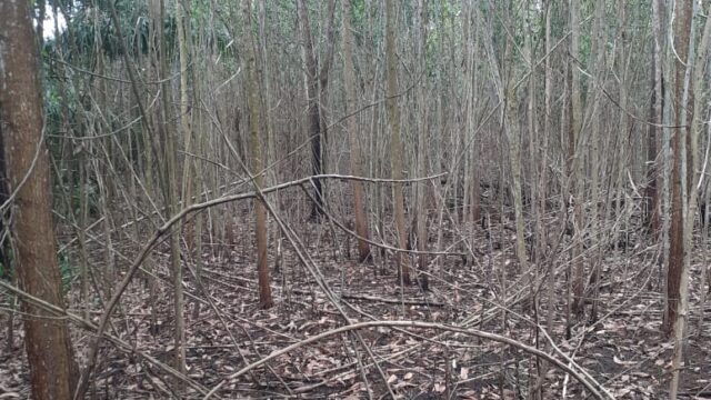 finca.cristian4_thb